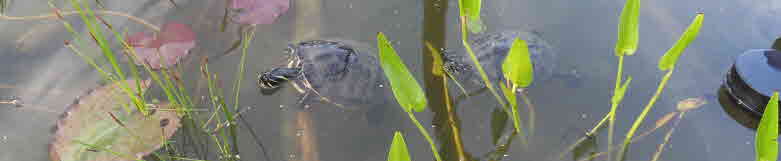 Pseudemys peninsularis im Wasser